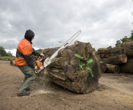 Hier gehtÂ´s einer 130 jahre alten Pappel aus der brandenburgischen Schorfheide mit dem 1,50m langem Stihl-Monstrum an den Kragen