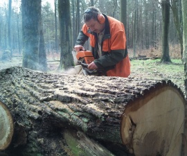 Hier wird gerade eine 80 Jahre alte Eiche im Tegeler Forst nackig gemacht.